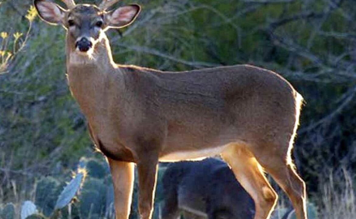 Photo of Others in Kingsland