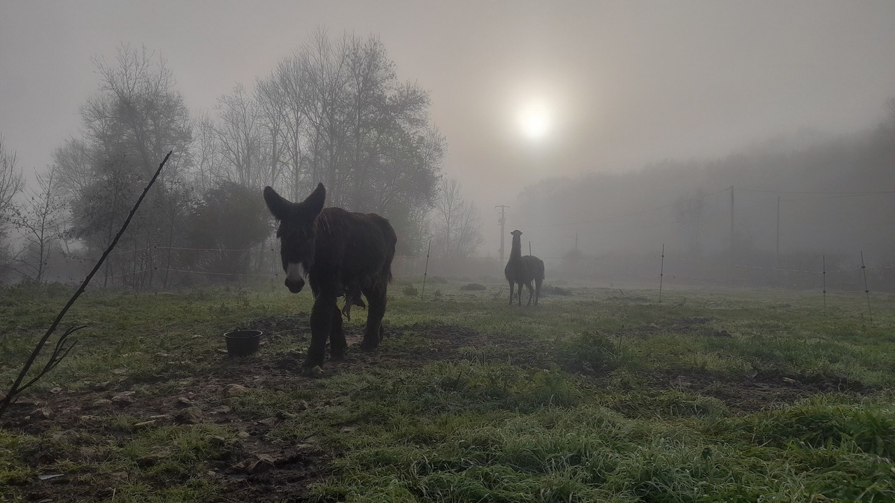 Photo of Outdoor in La Mothe-Saint-Heray