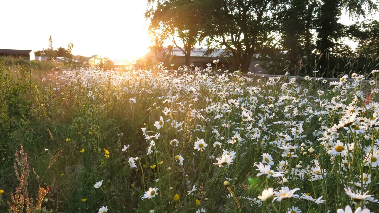 Photo of Outdoor in Wixford