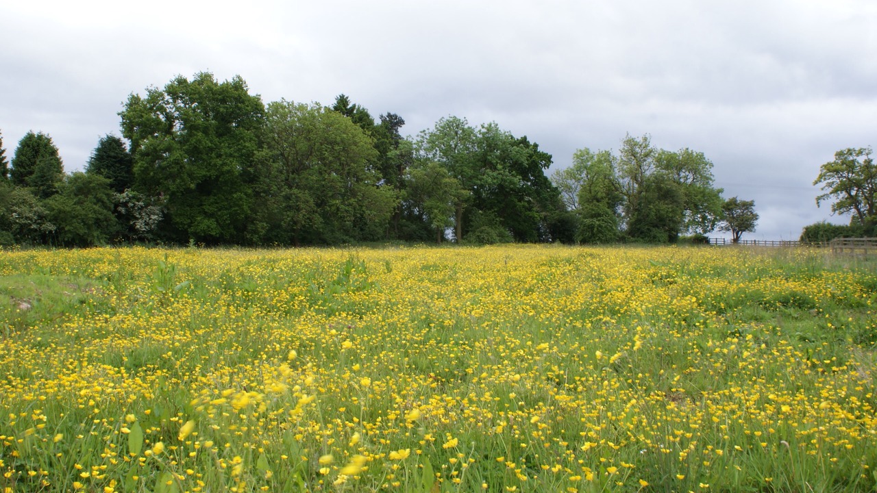 Photo of Others in Wixford