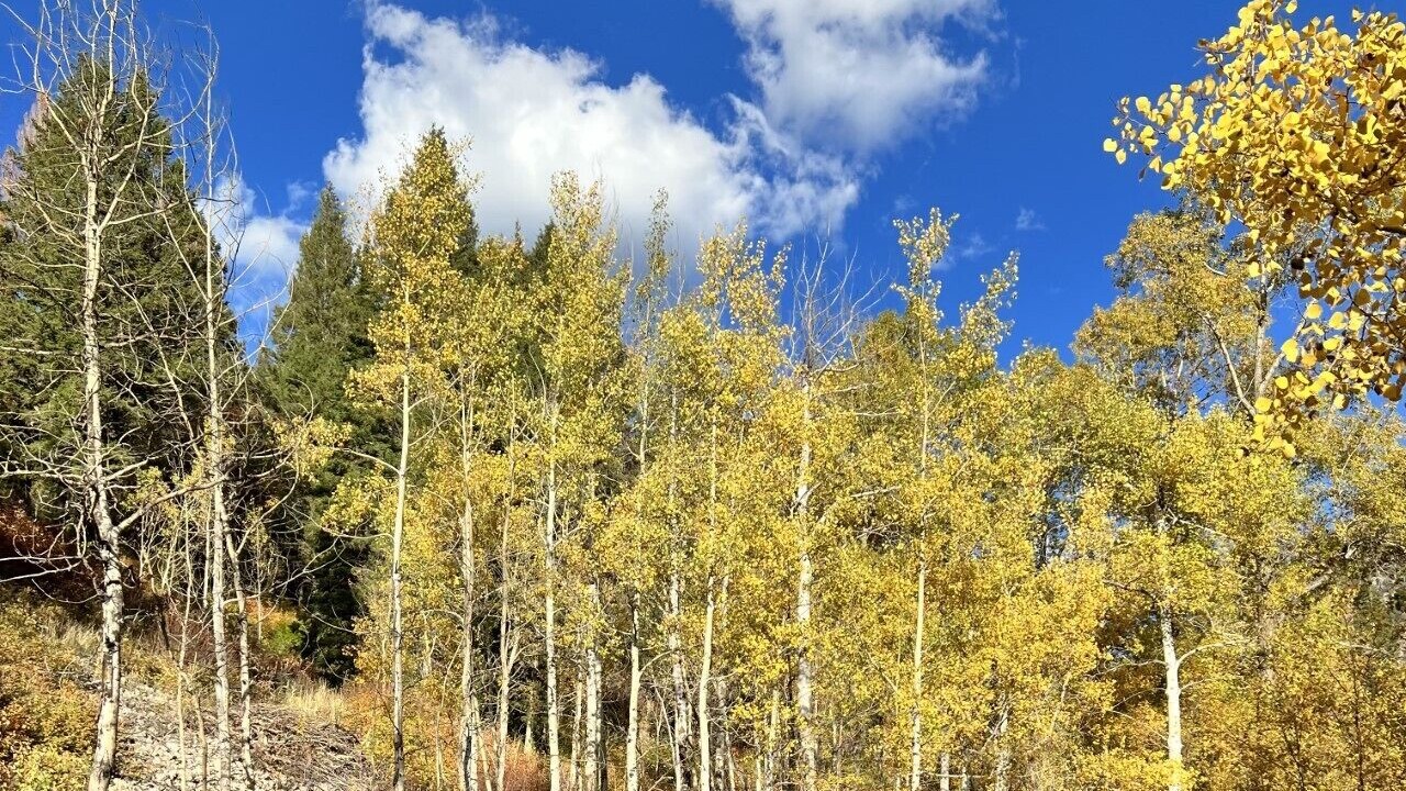 Photo of Outdoor in Star Valley Ranch