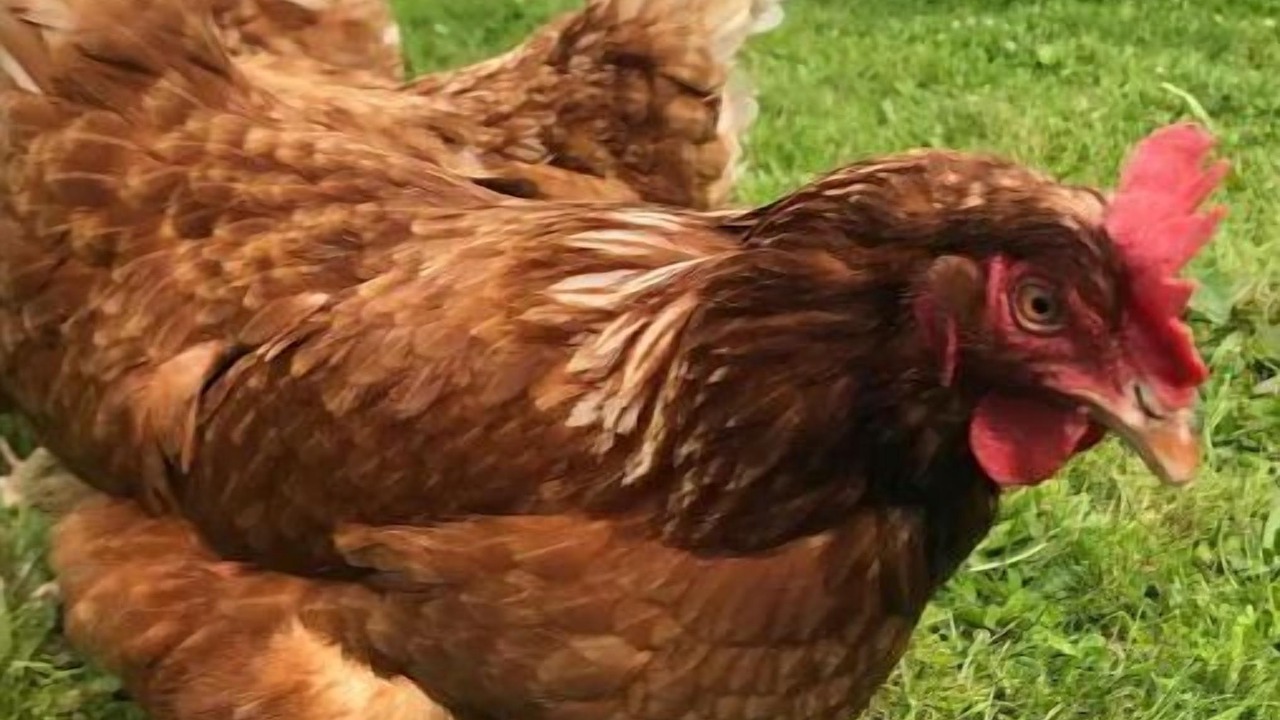 Photo of Others in Rowlands Gill