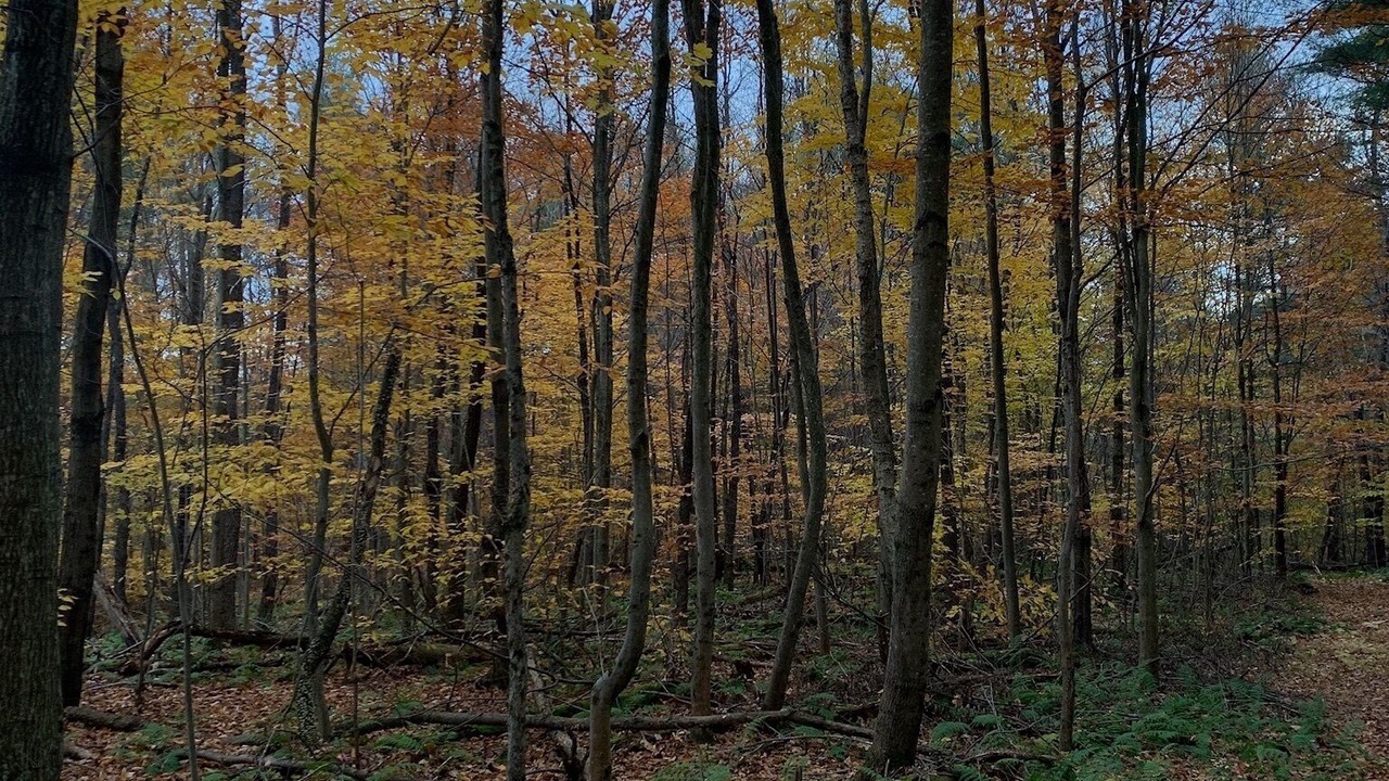 Photo of Others in Canaan