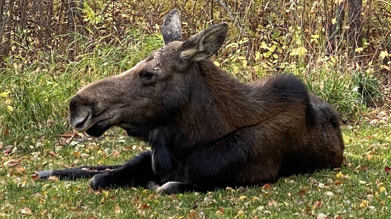 Photo of Others in Hoback Junction