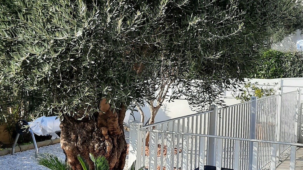 Photo of Outdoor in Latour-Bas-Elne