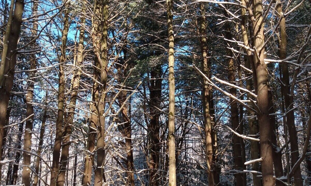 Photo of Others in Etna