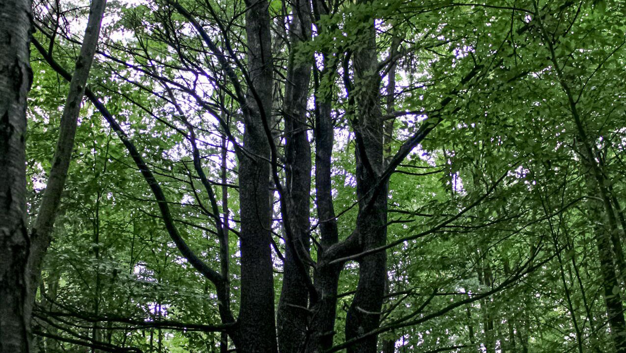 Photo of Others in Etna
