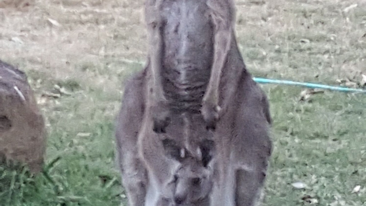Photo of Others in Riddells Creek