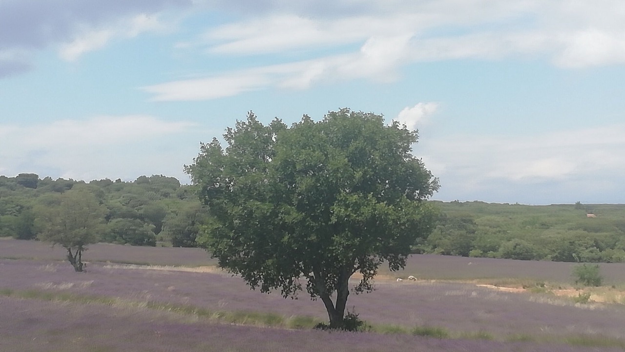 Photo of Outdoor in Rouret