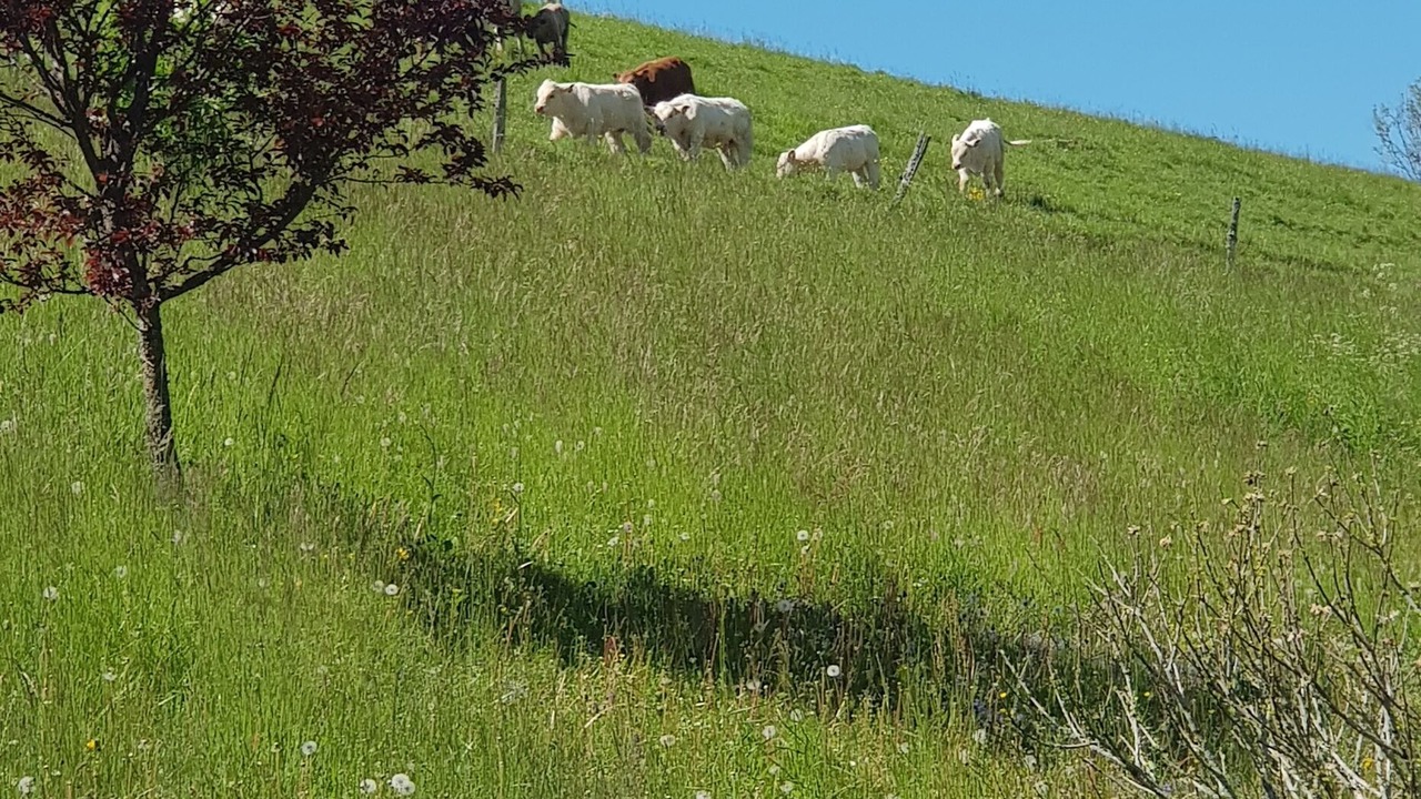 Photo of Outdoor in Saint-Pierre-d'Entremont