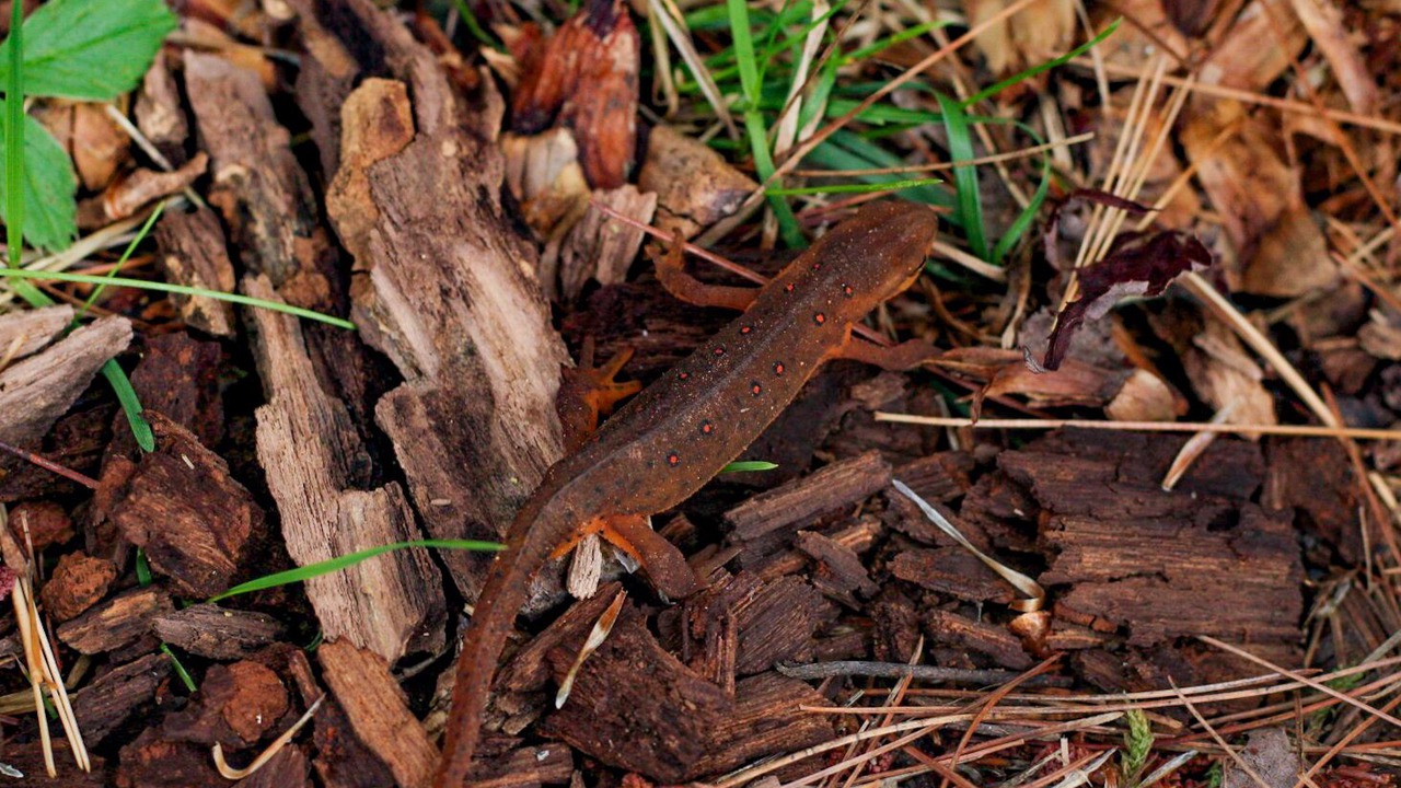 Photo of Others in Etna