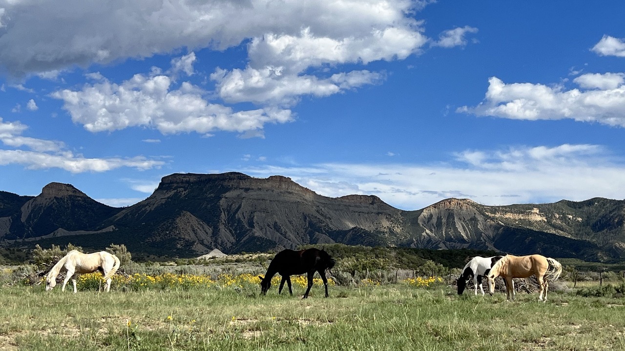 Photo of Others in Cortez