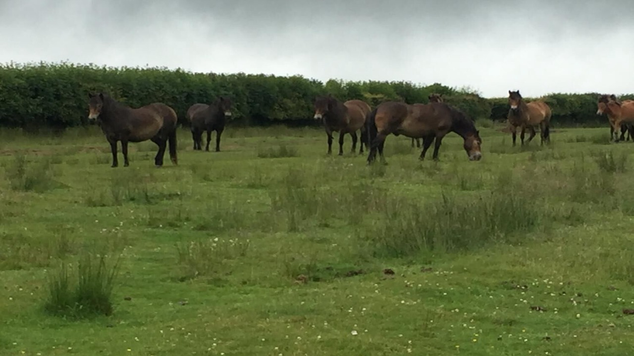 Photo of Outdoor in Withypool