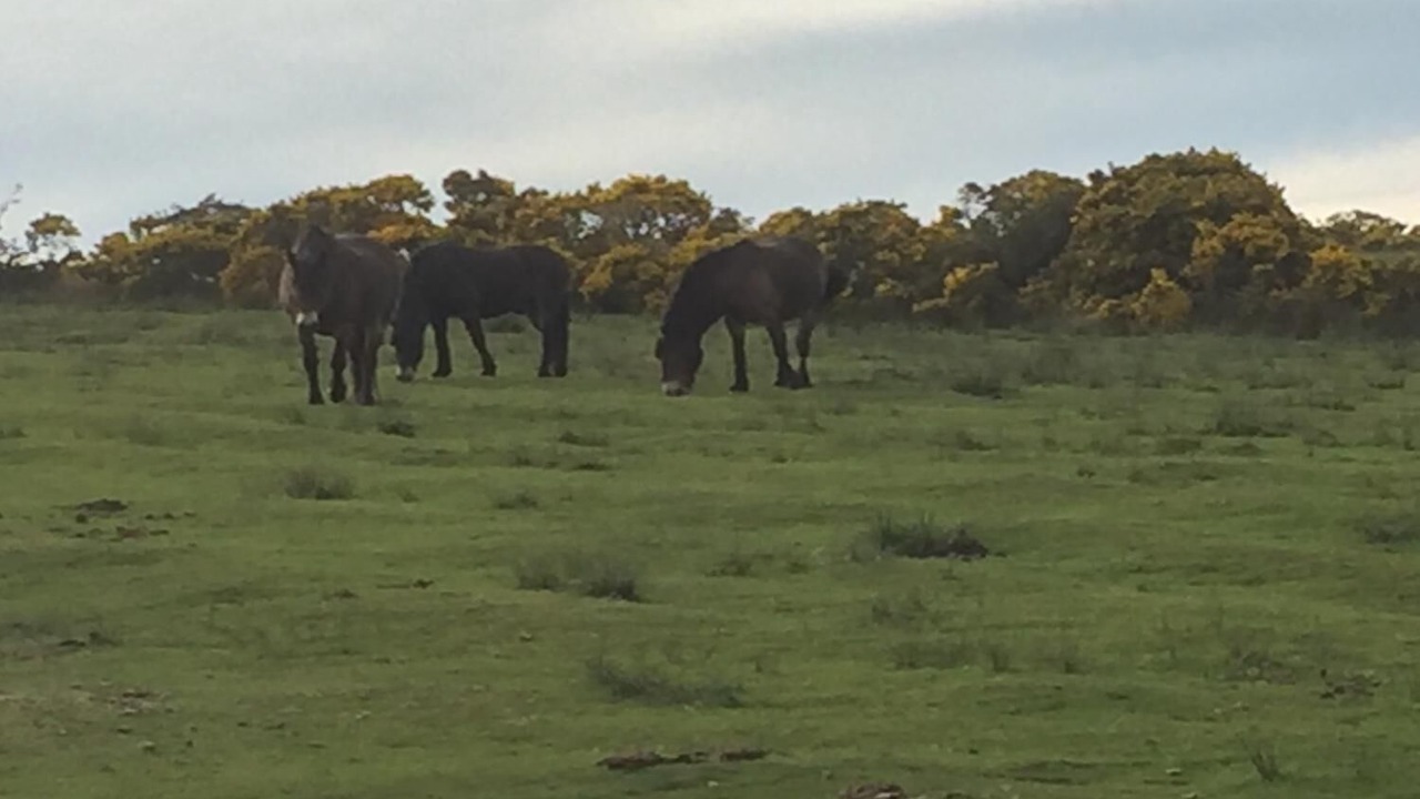 Photo of Others in Withypool