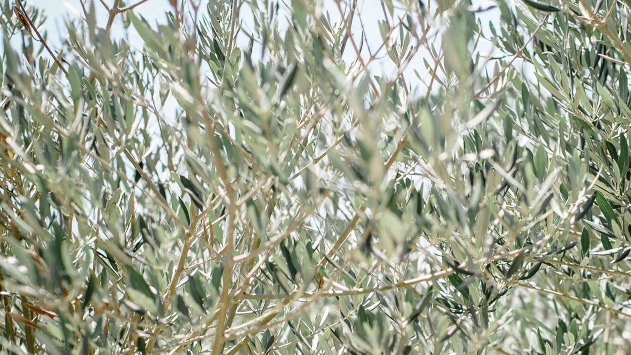 Photo of Others in Sigean