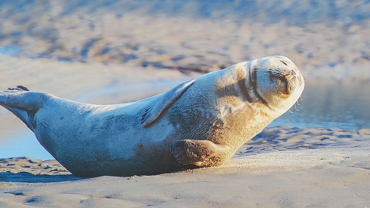 Photo of Others in Berck-sur-Mer
