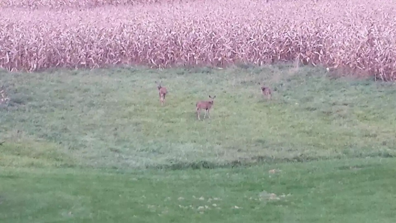 Photo of Outdoor in Arcadia