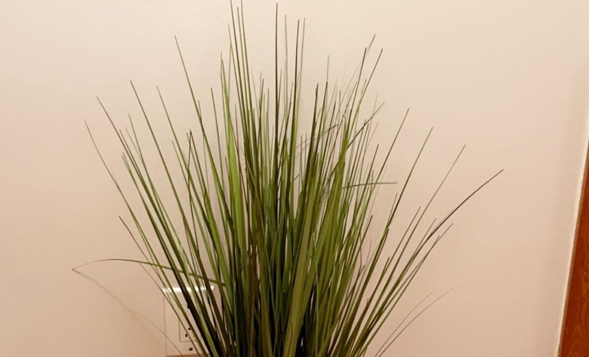 Photo of Others in LaSalle