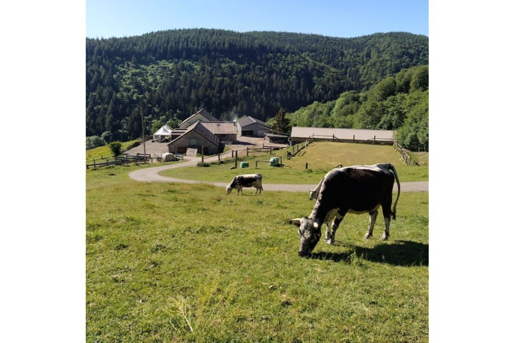 Photo of Others in Rimbach-pres-Guebwiller