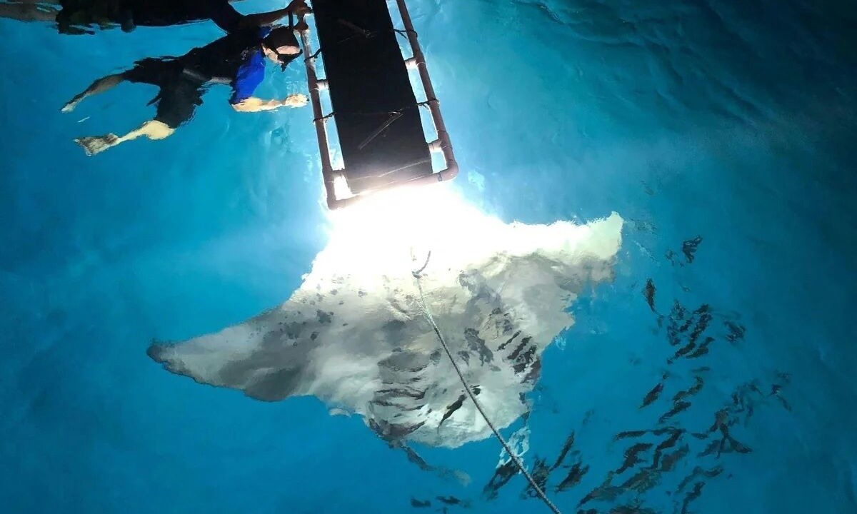 Photo of Outdoor in Holualoa