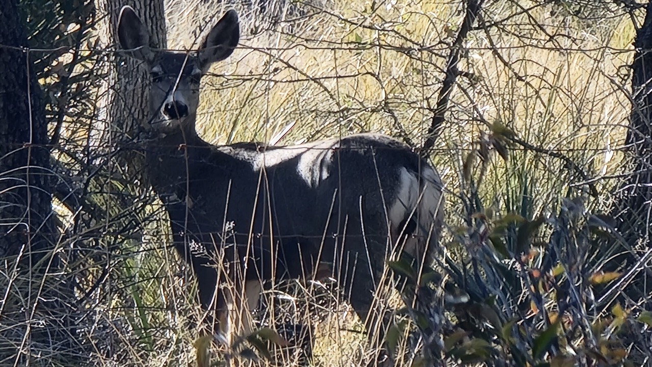 Photo of Outdoor in Sonoita