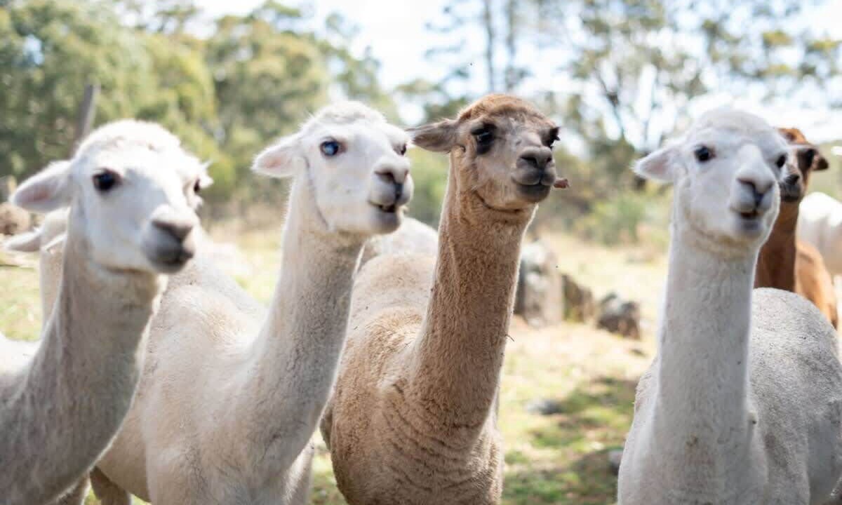 Photo of Others in Windeyer