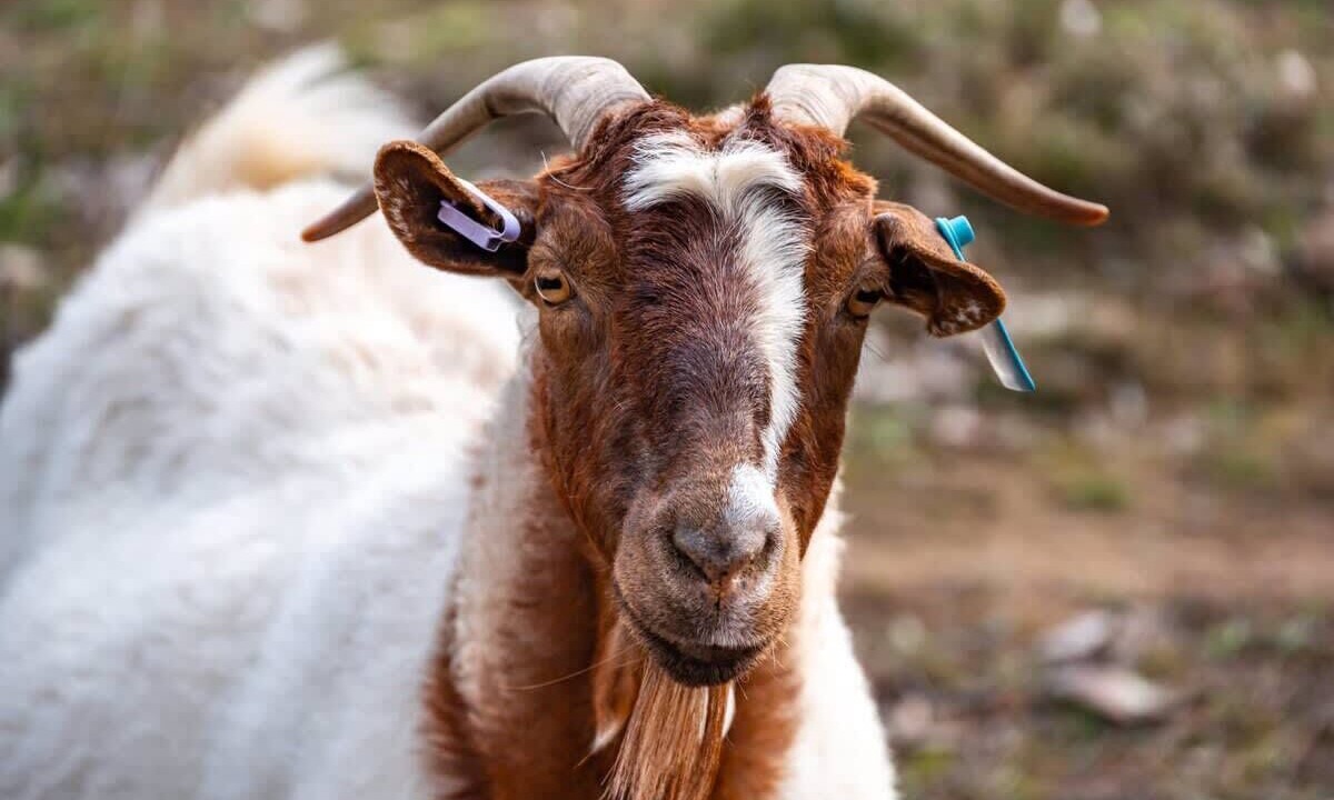 Photo of Others in Windeyer