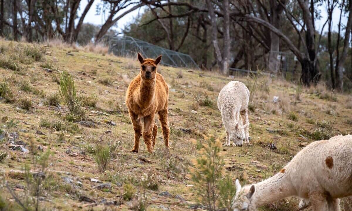 Photo of Others in Windeyer