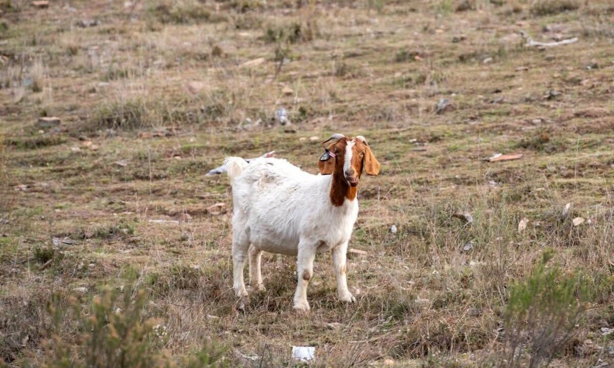 Photo of Outdoor in Windeyer