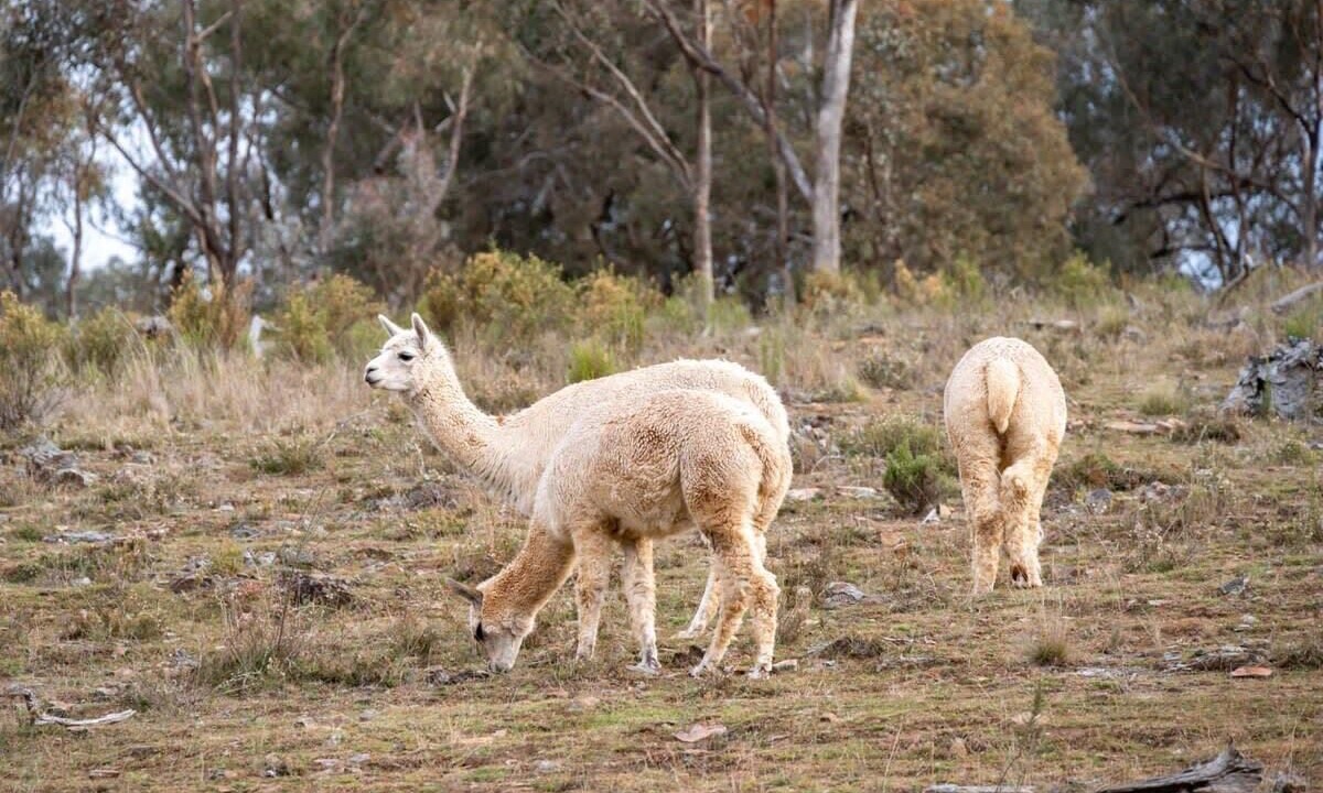 Photo of Others in Windeyer