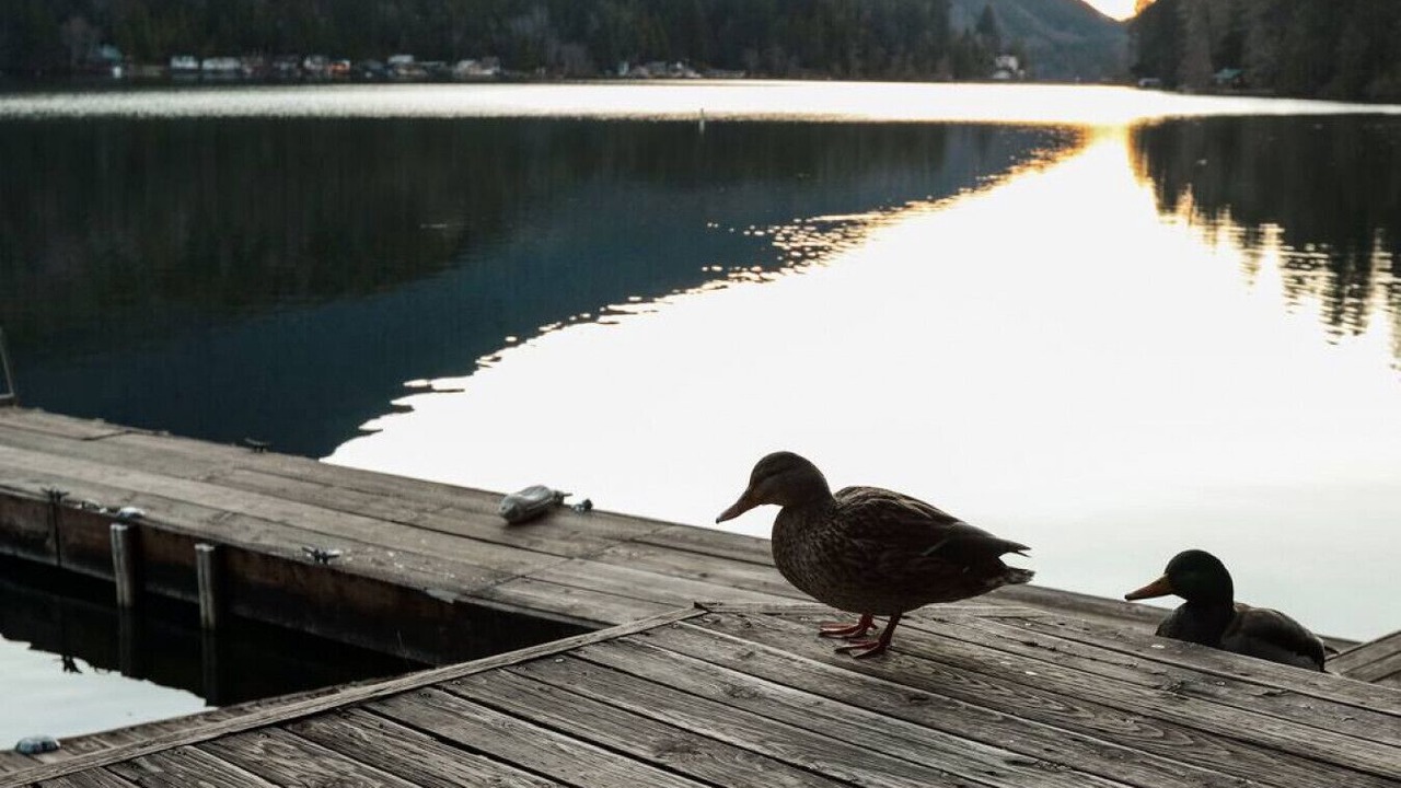 Photo of Others in Port Angeles