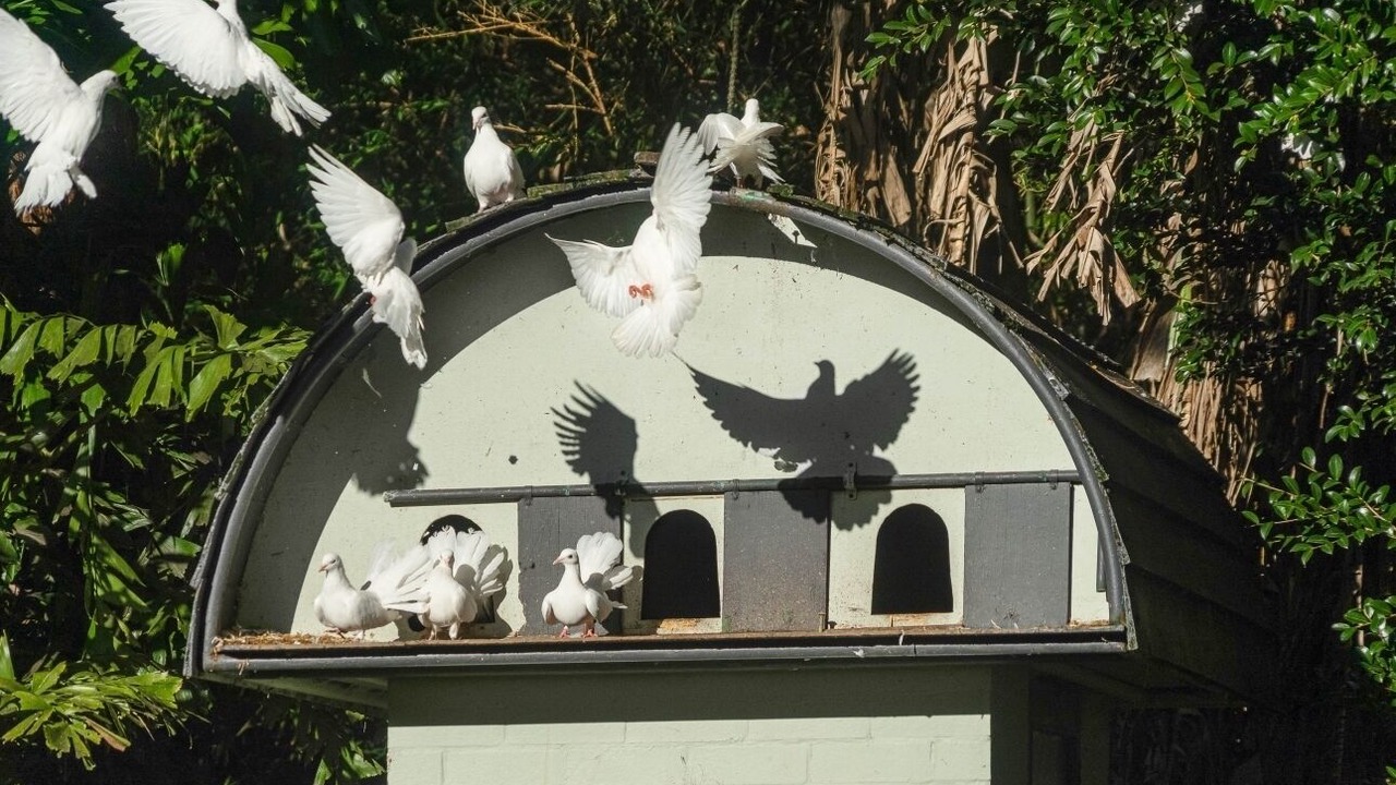 Photo of Outdoor in New Lambton Heights