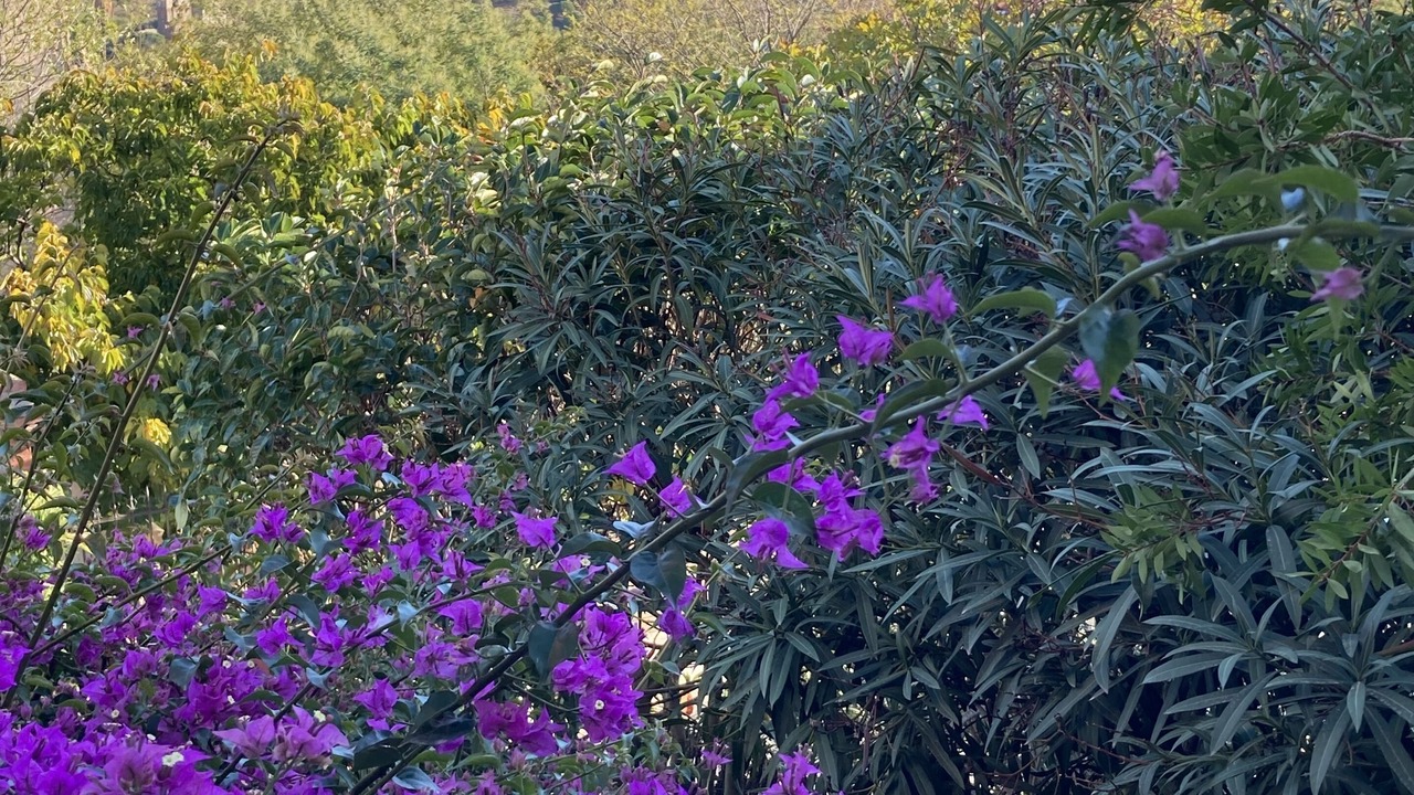 Photo of Outdoor in Port-Vendres