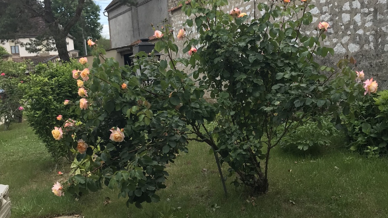 Photo of Outdoor in Etigny
