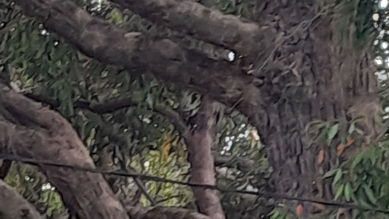 Photo of Outdoor in Mallacoota