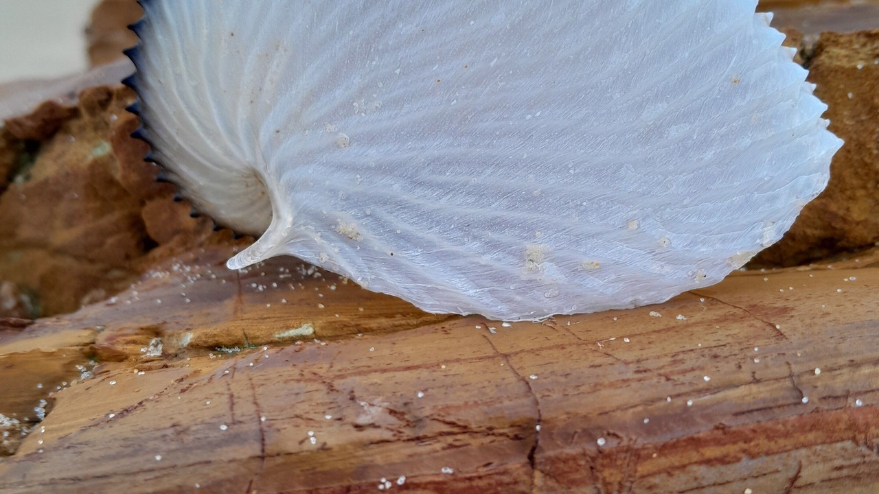 Photo of Others in Mallacoota