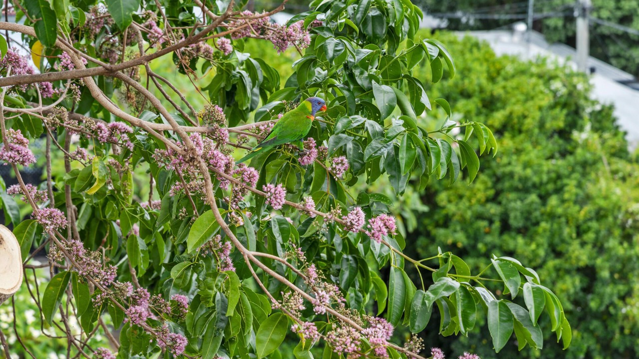 Photo of Others in Paddington