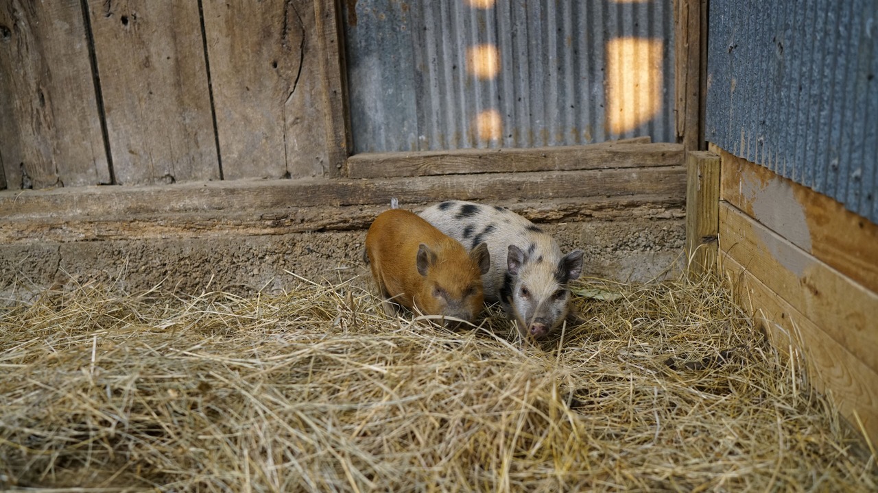 Photo of Others in Lawrence County