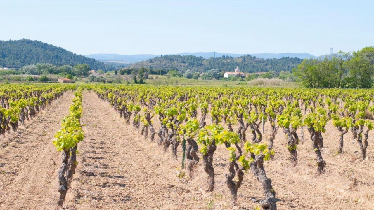 Photo of Others in Pouzols-Minervois