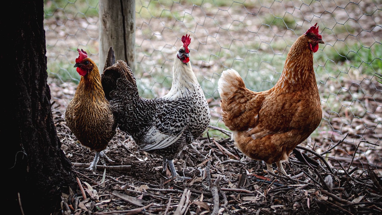 Photo of Others in Chiltern