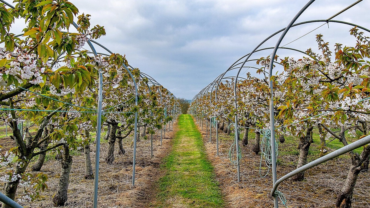 Photo of Others in Godshill