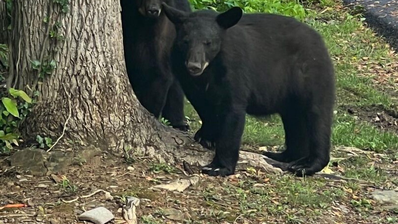 Photo of Others in Gatlinburg