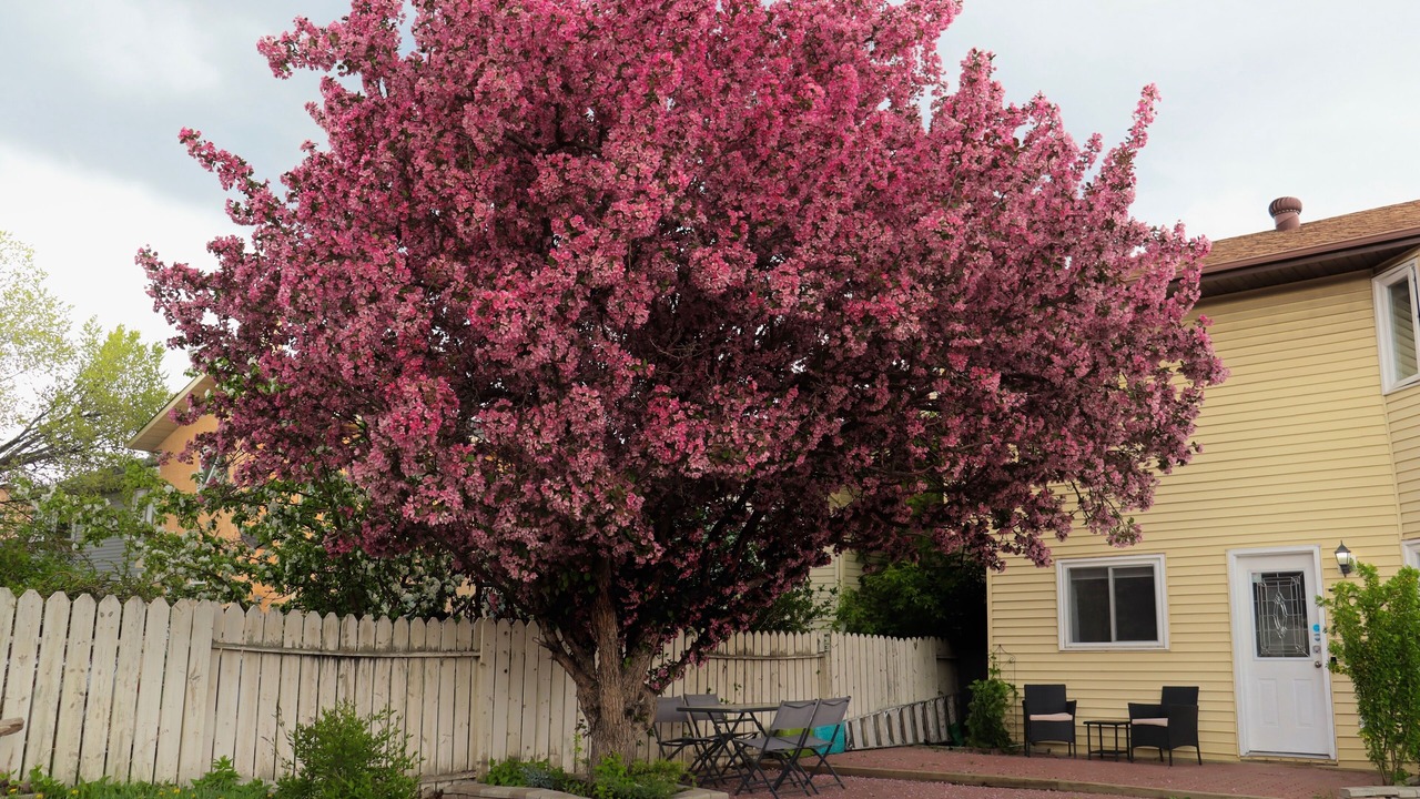 Photo of Patio Balcony in Parkland