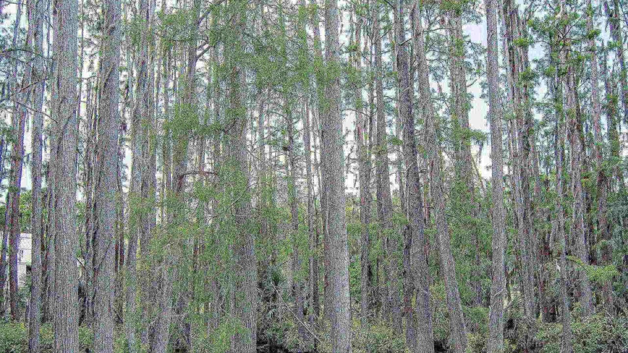 Photo of Others in Wesley Chapel