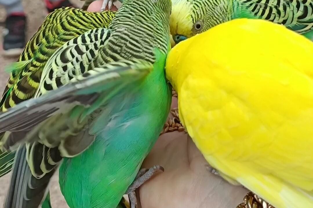 Photo of Others in Sigean