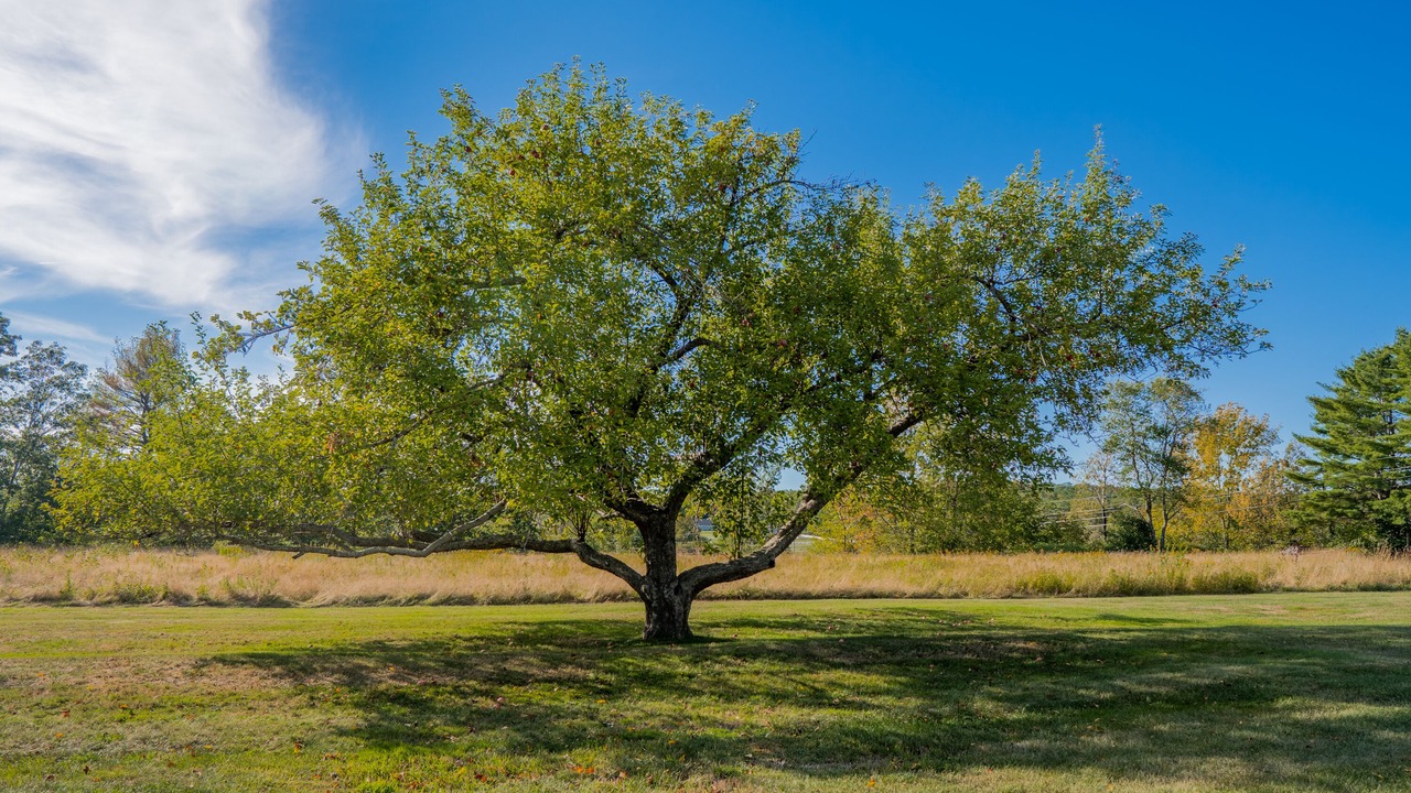 Photo of Outdoor in Dresden