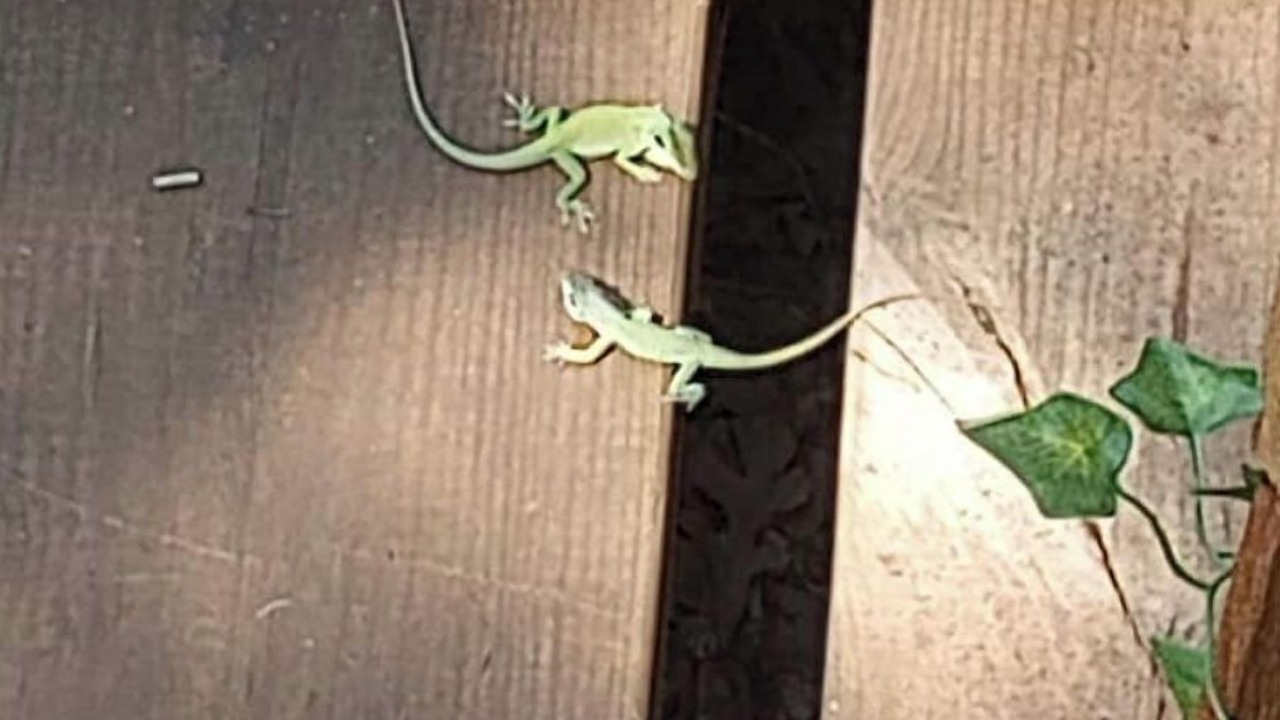 Photo of Outdoor in Lockhart