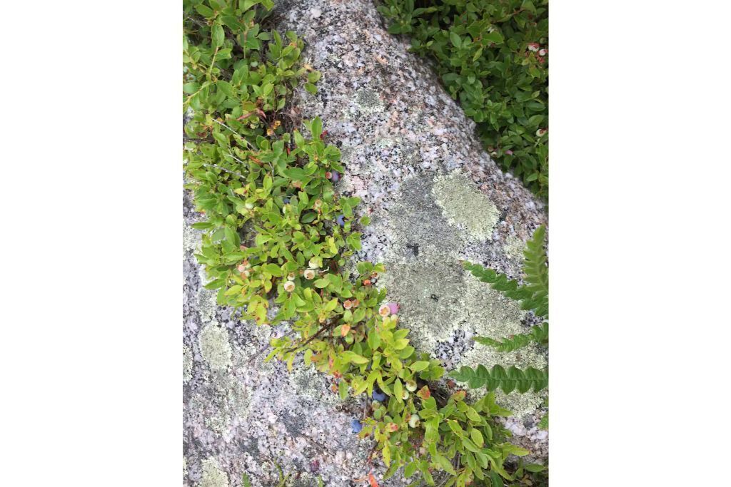 Photo of Outdoor in Sargentville