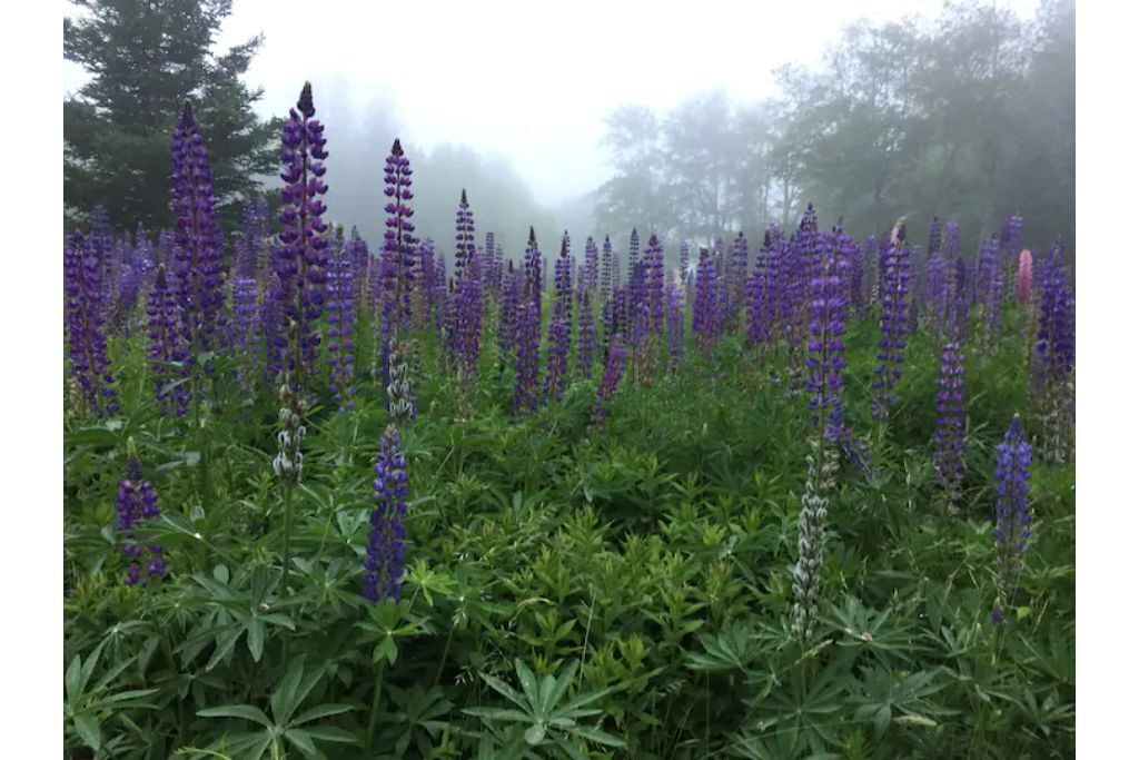 Photo of Outdoor in Sargentville