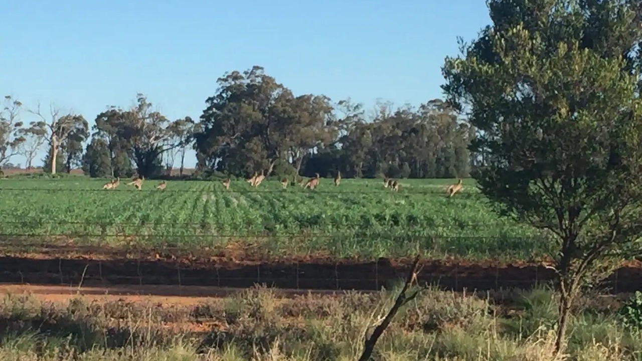 Photo of Outdoor in Narromine